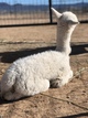 First cria born 11/2018 - dense, bright white!