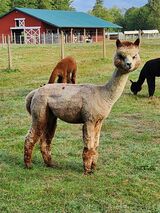 alpaca for sale