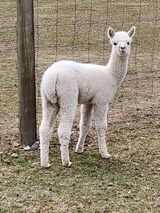 alpaca for sale