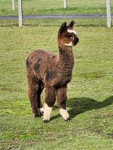 alpaca for sale