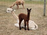 alpaca for sale