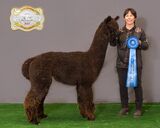 alpaca for sale