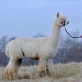 alpaca for sale