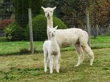 alpaca for sale