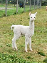 alpaca for sale