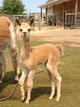 2012 Cria - Evie