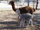 Periwinkle with her 2013 cria, 1-3-14