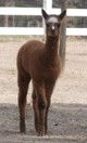 Porsche’s 2012 cria