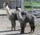 Sweetie and cria, Skye