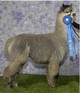 Encantar's sire, SilverCoyo Outlaw