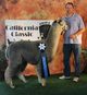 Lance and his blue ribbon - California Classic 2014