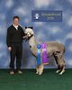 1st and Color Champ, Alpacapalooza 2016