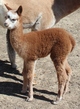 Dori's 2013 cria