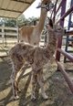 LuTau's first cria to hit the ground!