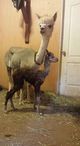 Alasdair, a couple hours old, 8-15-16