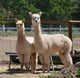 With mom, just prior to weaning