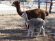 Athena with mom, Bisturi's Periwinkle, on Jan 3, 2014