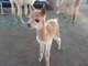 Brienne looking to get into some playtime with the other cria.