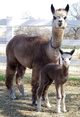 Ceilidh with her 2017 cria sired by Wilkinson