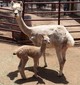 Shae at 1-day old with her mom, Charlize.