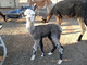 Diamante, a few hours old