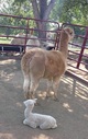 El Guapo with his mom, Honey