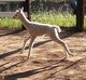 El Guapo romping, May 2, 2014