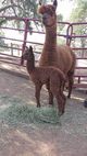 Isis at 14 hours old, with mom, Ivy