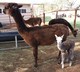 Nemesis with her mom, Nutmeg, at a day old