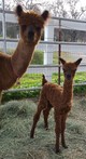 Leia with her mom, December 30, 2016