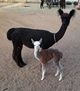 Serena with her 2017 cria sired by Ambrose