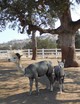 Silver Dawn with Mom, Silver Dancer, August 2016