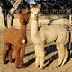 Radiance with her sister & pal, Leia