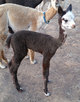 Tatiana after losing her cria fleece