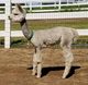 After shearing with the grey taking over