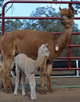 Emily with her 2013 cria, a crimpy little beige girl named Cassie