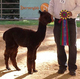 Kiann's 2014 cria, Callum, winning the blue ribbon at just 6.5 months