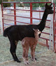 Kiann with her 2015 cria, Ceilidh