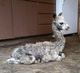 Shalimar's 2017 cria