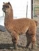 Shalimar's 2013 cria