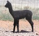 Rana with great poise as a cria