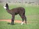 Talitha as a cria