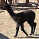 2013 dark silver grey cria - Antigone