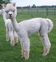 Silver Dancer's 2013 cria