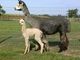 Silver Dancer with 2013 cria