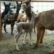 Rose with her 2017 cria, 1-8-17