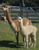 Sabrina with her 2011 cria, Stella