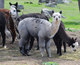 Shimmery Silvana having her snack rudely interrupted by the photographer