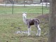 Irish as a cria