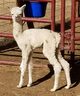 Dippin Dots 2017 cria